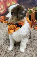 France, a female Australian Shepherd for sale in Louisville, KY – 2 of 5
