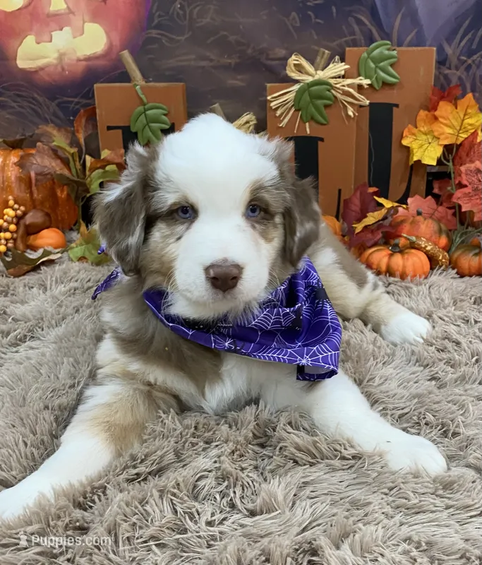 James, a male Australian Shepherd for sale in Louisville, KY – 1 of 5