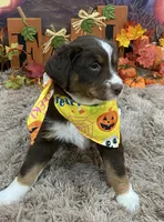 Sweet pea, a female Australian Shepherd for sale in Louisville, KY – 3 of 5