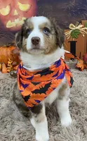Bartlyes, a male Australian Shepherd for sale in Louisville, KY – 5 of 5