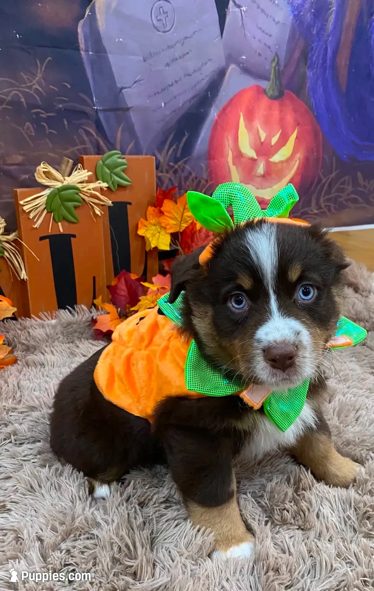 London, a female Australian Shepherd for sale in Louisville, KY – 1 of 5