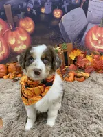 France, a female Australian Shepherd for sale in Louisville, KY – 5 of 5