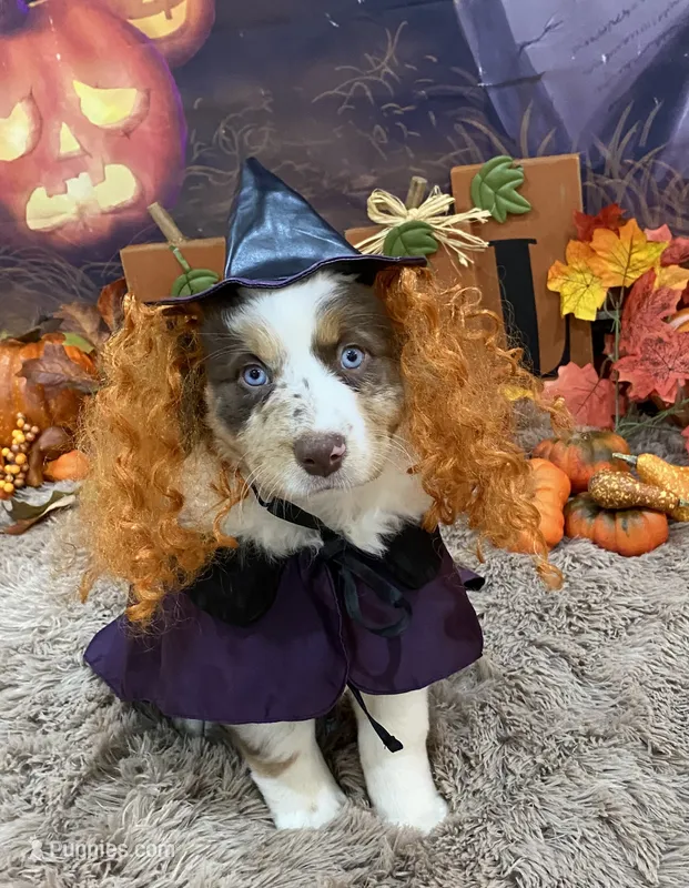 France, a female Australian Shepherd for sale in Louisville, KY – 1 of 5