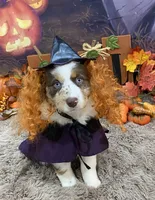 France, a female Australian Shepherd for sale in Louisville, KY – 1 of 5