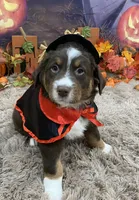 Sweet pea, a female Australian Shepherd for sale in Louisville, KY – 5 of 5