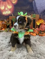London, a female Australian Shepherd for sale in Louisville, KY – 3 of 5
