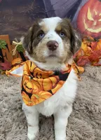 France, a female Australian Shepherd for sale in Louisville, KY – 3 of 5