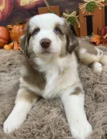 James, a male Australian Shepherd for sale in Louisville, KY – 2 of 5