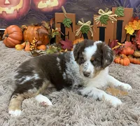 France, a female Australian Shepherd for sale in Louisville, KY – 4 of 5