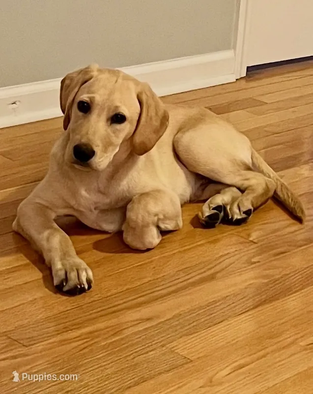 Baily – Labrador Retriever puppy for sale in Wilmington, NC