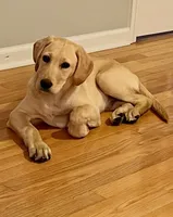 Baily, a male Labrador Retriever for sale in Wilmington, NC – 1 of 1