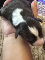 Princess, a female Miniature Schnauzer for sale in Falls Church, VA – 2 of 6