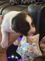 Princess, a female Miniature Schnauzer for sale in Falls Church, VA – 1 of 6