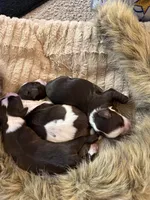 Princess, a female Miniature Schnauzer for sale in Falls Church, VA – 6 of 6