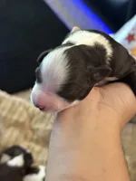 Princess, a female Miniature Schnauzer for sale in Falls Church, VA – 3 of 6