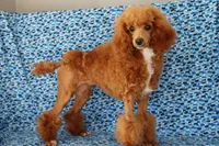 Liberty, a female Poodle - Miniature  for sale in Chouteau, OK – 8 of 9