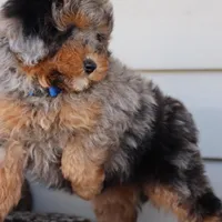 STERLINGS, a male Maltipoo for sale in Chouteau, OK – Photo 2 of 6