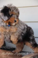 STERLINGS, a male Maltipoo for sale in Chouteau, OK – Photo 2 of 6