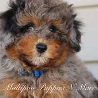 STERLINGS, a male Maltipoo for sale in Chouteau, OK – Photo 6 of 6
