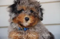 STERLINGS, a male Maltipoo for sale in Chouteau, OK – Photo 6 of 6