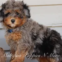 STERLINGS, a male Maltipoo for sale in Chouteau, OK – Photo 4 of 6