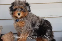 STERLINGS, a male Maltipoo for sale in Chouteau, OK – Photo 4 of 6