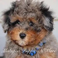 STERLINGS, a male Maltipoo for sale in Chouteau, OK – Photo 5 of 6