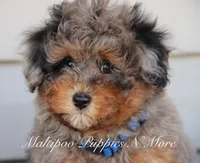 STERLINGS, a male Maltipoo for sale in Chouteau, OK – Photo 5 of 6