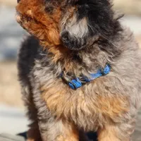 STERLINGS, a male Maltipoo for sale in Chouteau, OK – Photo 3 of 6