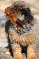 STERLINGS, a male Maltipoo for sale in Chouteau, OK – Photo 3 of 6