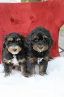 Ramsey, a male Maltipoo for sale in Chouteau, OK – 4 of 6