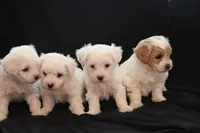 processed/cde7c598-5765-4f80-8fea-11a53d05ebc4/listing/0595162a-25c6-471a-b2d4-6f07bd4957a1/2e3b94f9-78fe-4ec8-b0e2-d7a65b4276db