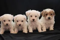 processed/cde7c598-5765-4f80-8fea-11a53d05ebc4/listing/0595162a-25c6-471a-b2d4-6f07bd4957a1/ca02a9ca-bd65-4f9e-ac01-6748a5b07070