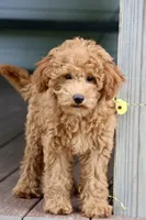 Cobbler, a male Maltipoo for sale in Chouteau, OK – 9 of 9