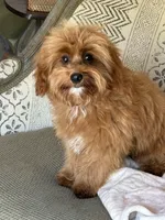 Bear, a male Maltipoo for sale in Chouteau, OK – 3 of 10
