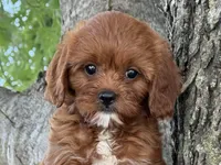 Rubina, a female Cavapoo for sale in Chouteau, OK – 7 of 8