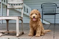 Cobbler, a male Maltipoo for sale in Chouteau, OK – 6 of 9