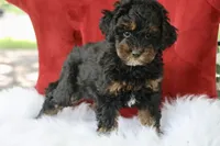 Cleopatra , a female Maltipoo for sale in Chouteau, OK – 1 of 6