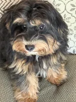 EDDIE, a male Maltipoo for sale in Chouteau, OK – 3 of 9