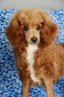 Liberty, a female Poodle - Miniature  for sale in Chouteau, OK – 2 of 9