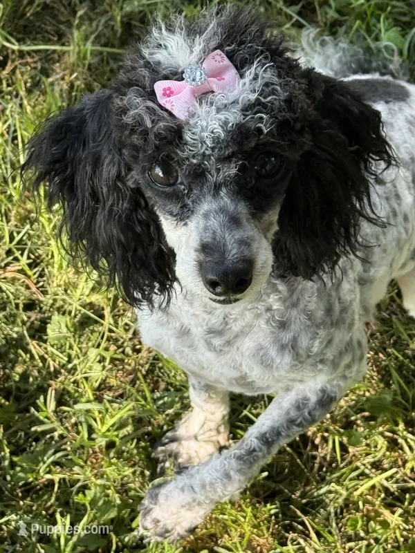 DESTINY  – Poodle - Toy  puppy for sale in Chouteau, OK