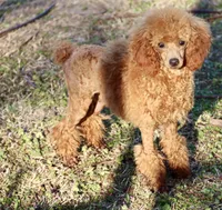 SCARLET , a female Poodle - Miniature  for sale in Chouteau, OK – 3 of 6