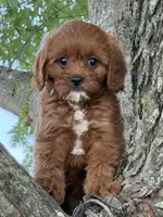 Rubina, a female Cavapoo for sale in Chouteau, OK – 5 of 8