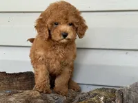Barron ( Teacup) , a male Maltipoo for sale in Chouteau, OK – 5 of 10