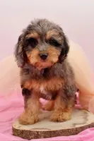 Hope, a female Cavapoo for sale in Chouteau, OK – 4 of 9