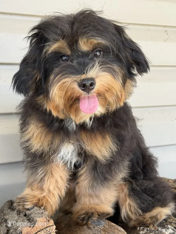 EDDIE – Maltipoo puppy for sale in Chouteau, OK
