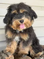 EDDIE, a male Maltipoo for sale in Chouteau, OK – 1 of 9