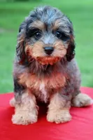 Hope, a female Cavapoo for sale in Chouteau, OK – 3 of 9