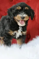 Ramsey, a male Maltipoo for sale in Chouteau, OK – 2 of 6
