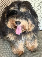 EDDIE, a male Maltipoo for sale in Chouteau, OK – 4 of 9